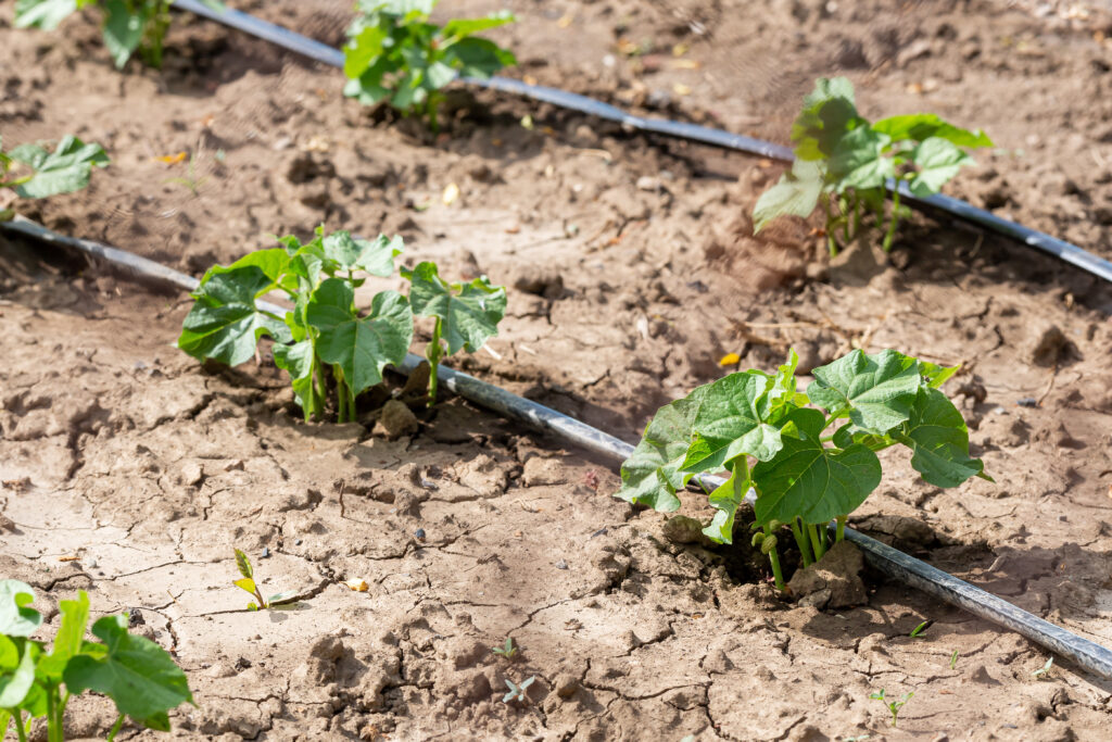 Understanding Plant Responses to Heat: Challenges of Scaling Predictions