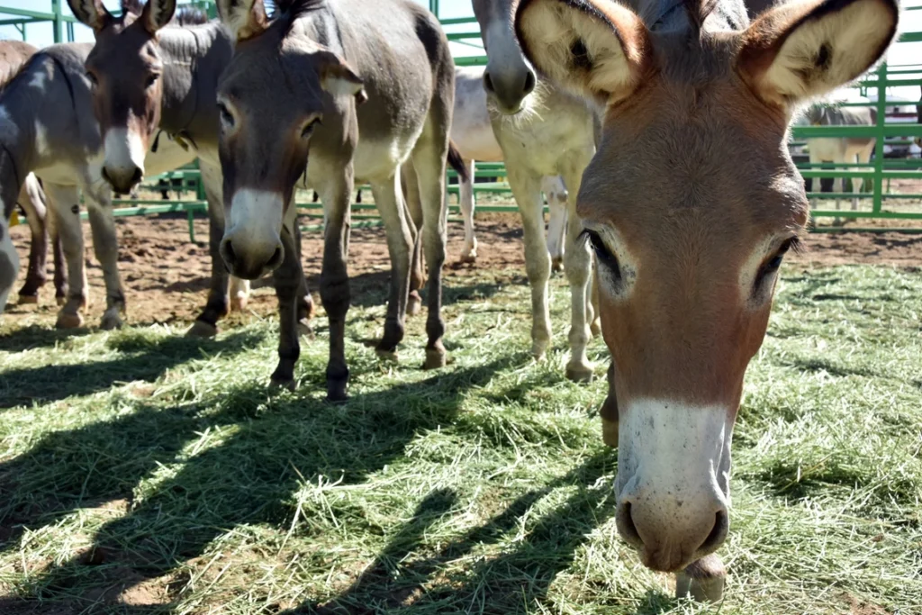 Veterinary Students Gain Hands-On Experience with Wild Horses in Arizona