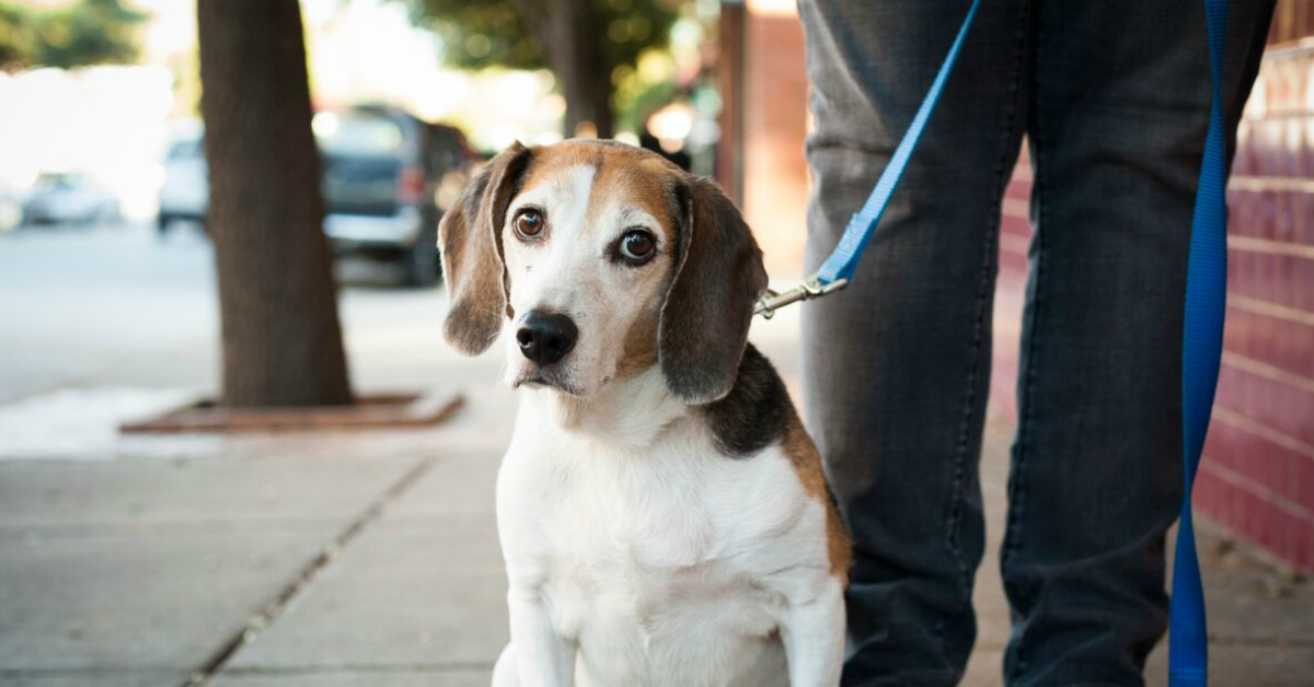 Dallas Animal Services Achieves Record 2024 Pet Adoptions with 41% Rise