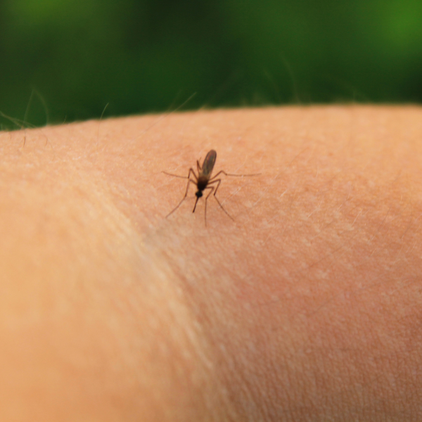 Maricopa Confirms First West Nile Virus Death; Urges Mosquito Caution