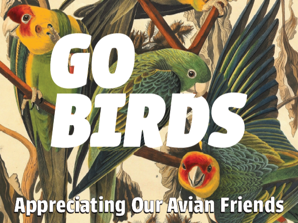 Exploring Bird Collisions: Causes and Prevention Efforts in Philadelphia
