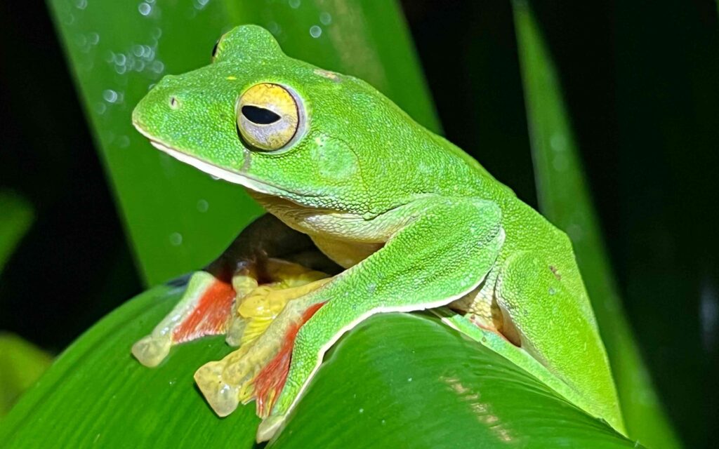 Study Challenges Assumptions on Current Mass Extinction Rates and Causes