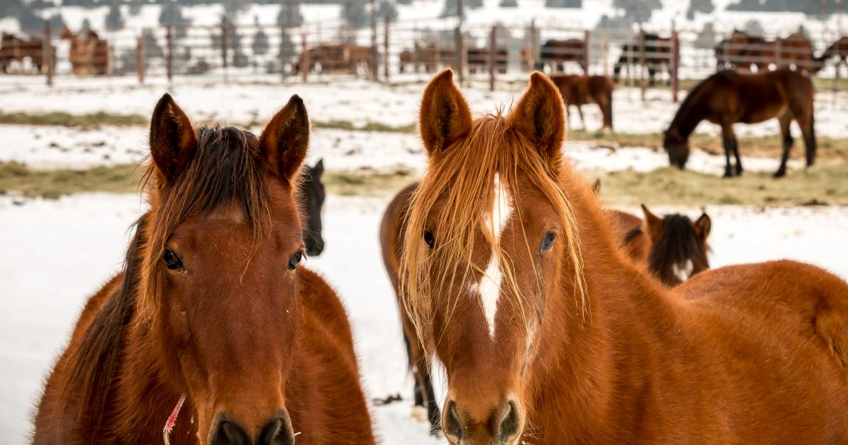 BLM Online Auction for Wild Horse Adoption and Purchase, Jan 2026