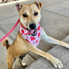 Maricopa County Launches Nonprofit to Support Pet Welfare Initiatives