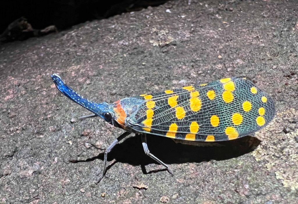 New Species Discovery Surges; Over 16,000 Found Annually, Study Shows New Species Discovery Surges; Over 16,000 Found Annually, Study Shows