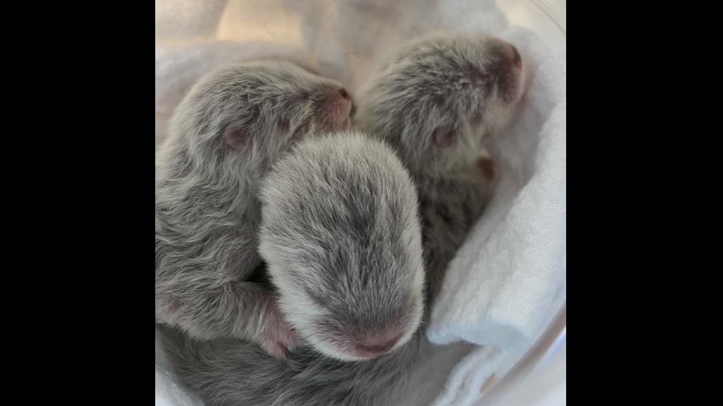 Otter Pups Born at NC Aquarium: A Milestone for Species Survival Plan