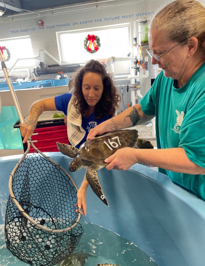 Volunteers Rescue Cold-Stunned Sea Turtles on Outer Banks