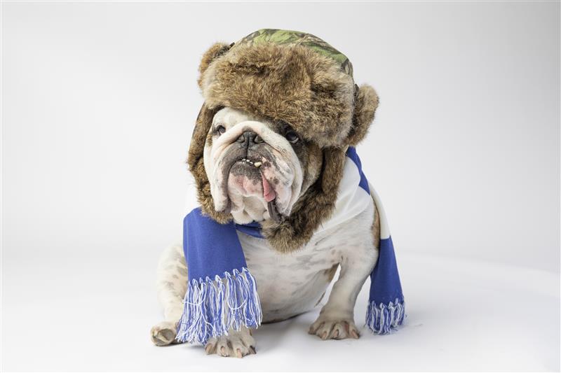 Drake University’s Griff-Hog Day: A New Tradition Predicts Relays Weather