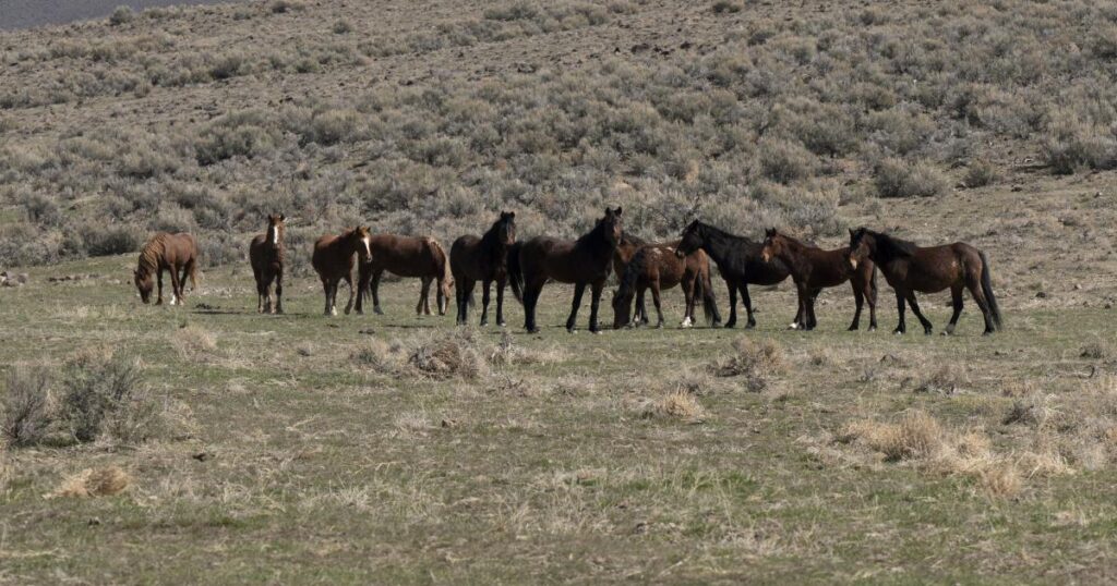 BLM Approves Wild Horse Management Plan for Callaghan Complex, Nevada