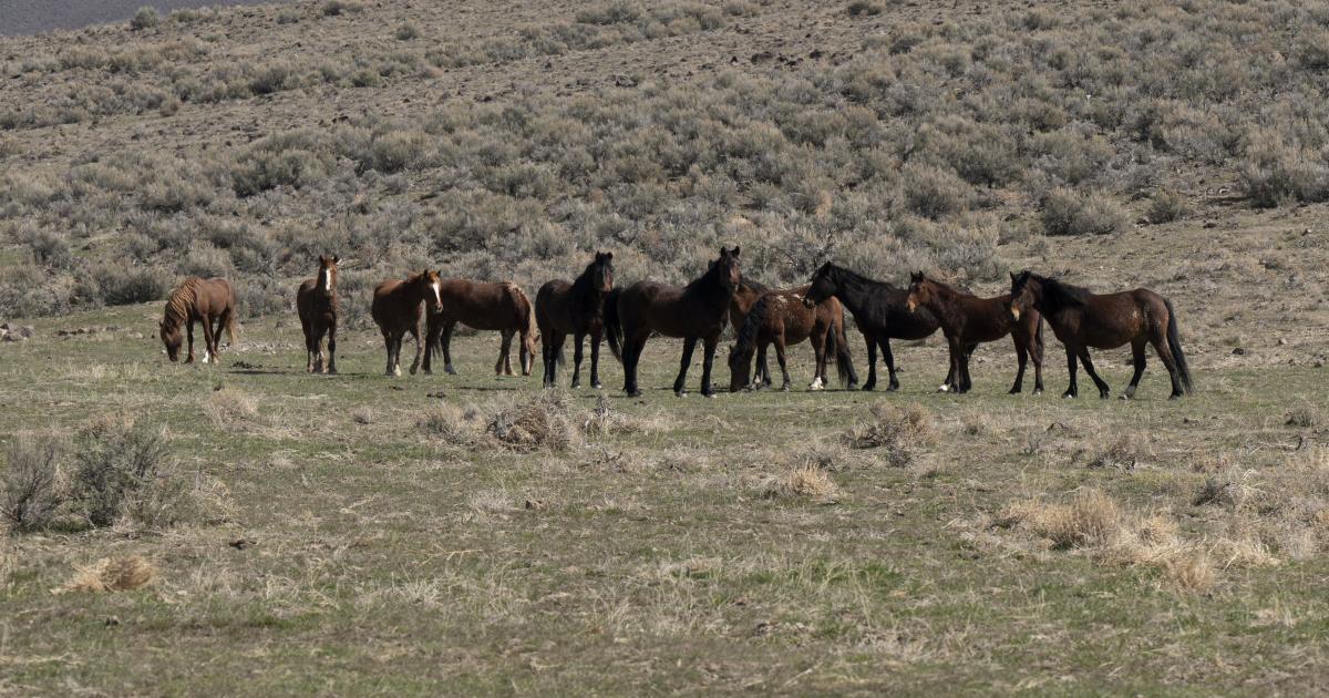BLM Approves Wild Horse Management Plan for Callaghan Complex, Nevada