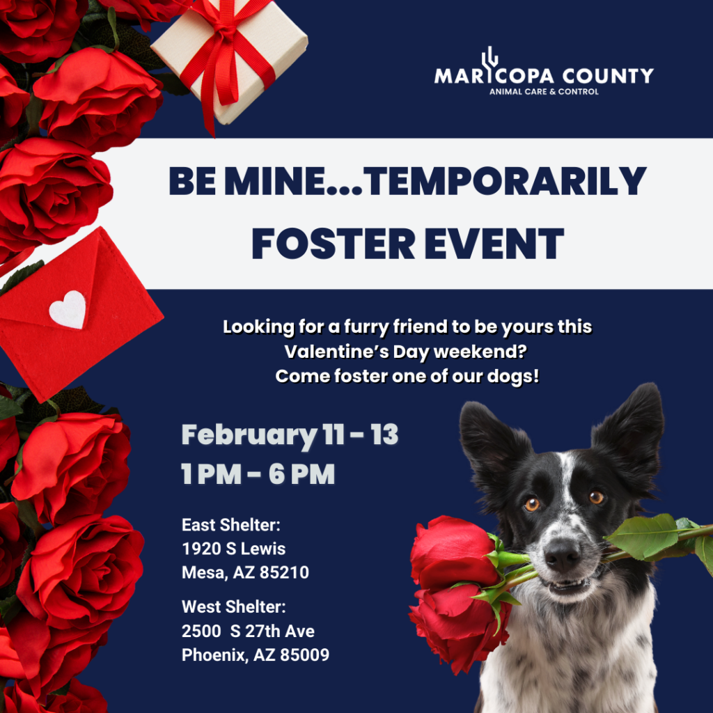 Join MCACC’s “Be Mine…Temporarily” Foster Event This Valentine’s Day!