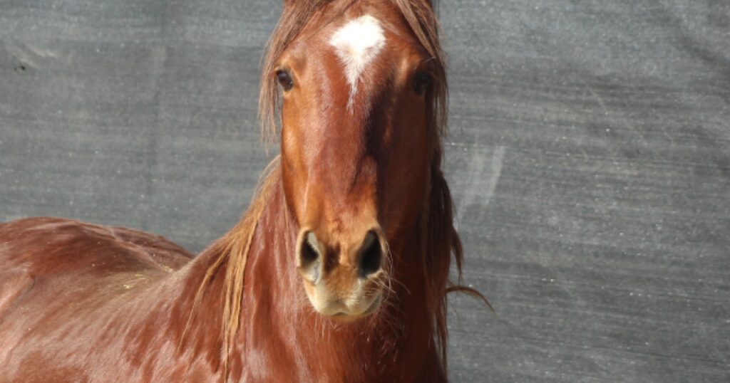 BLM Auction Offers Wild Horses for Adoption or Purchase Online