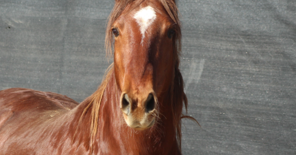 BLM Auction Offers Wild Horses for Adoption or Purchase Online