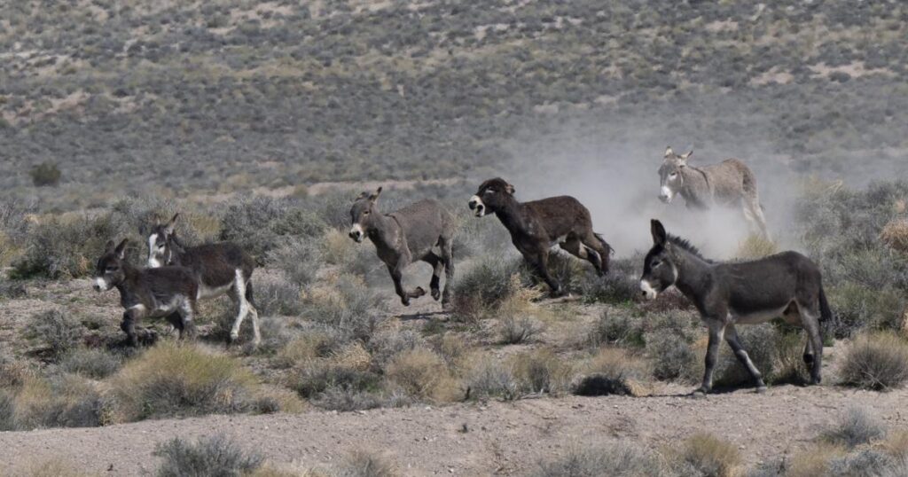 BLM to Begin Wild Burro Gather in Bullfrog HMA, Nevada in April 2026