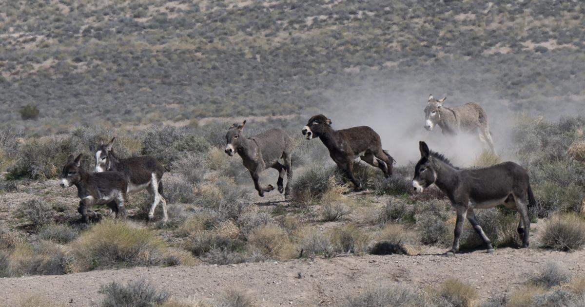 BLM to Begin Wild Burro Gather in Bullfrog HMA, Nevada in April 2026