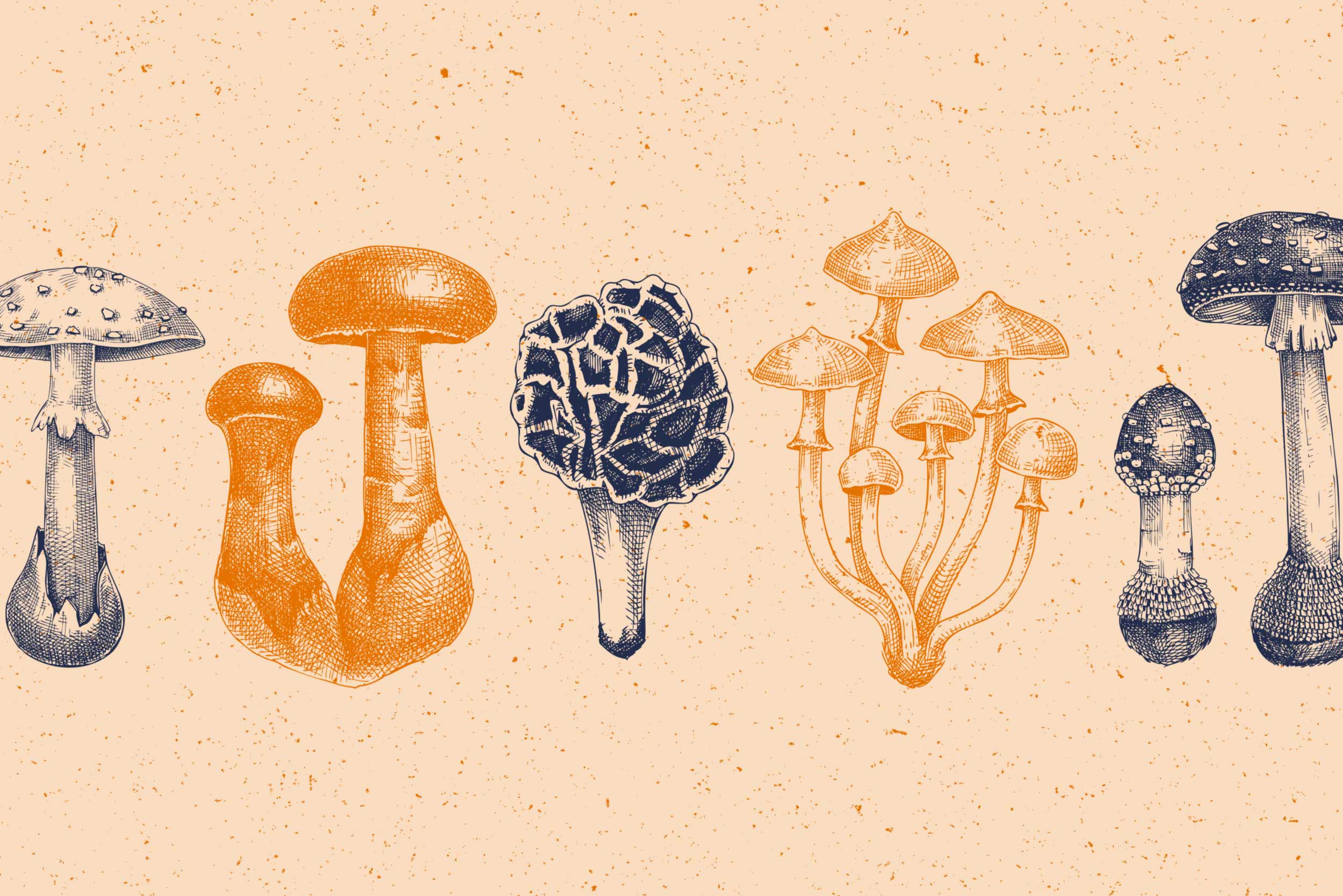 The Claudius Project Identifies Poisonous Mushrooms in Virginia