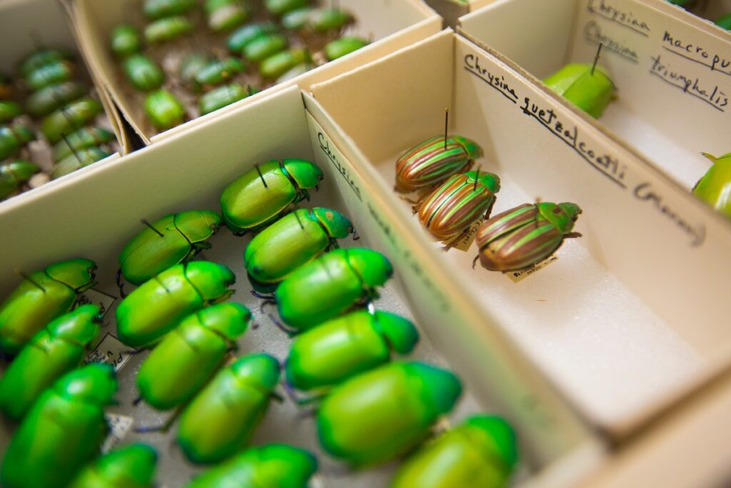 University of Arizona Leads Global Entomology, Excels in 167 Subjects