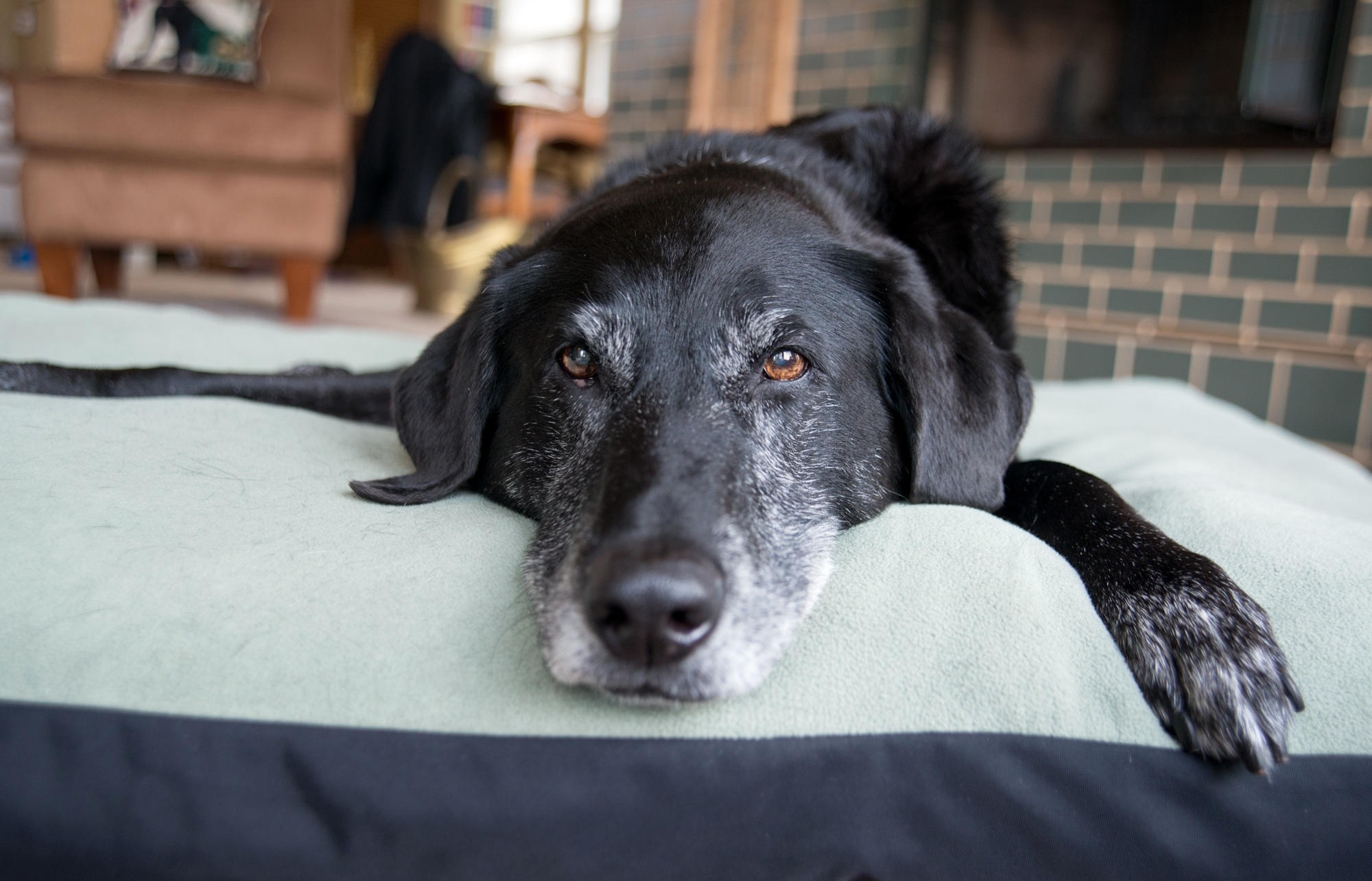 University of Arizona Studies IGF-1’s Role in Cognitive Aging of Dogs