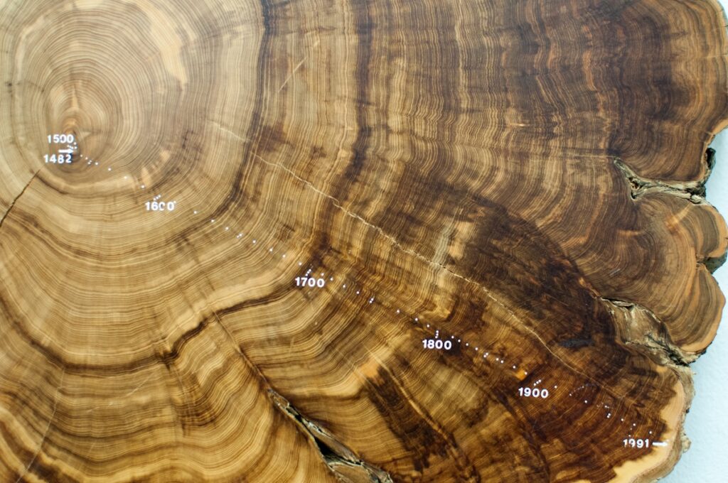 University of Arizona’s Pioneering Role in Tree-Ring Research