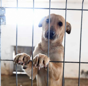 ACC’s Efforts Reduce Kennel Stress and Behavioral Deterioration in Dogs