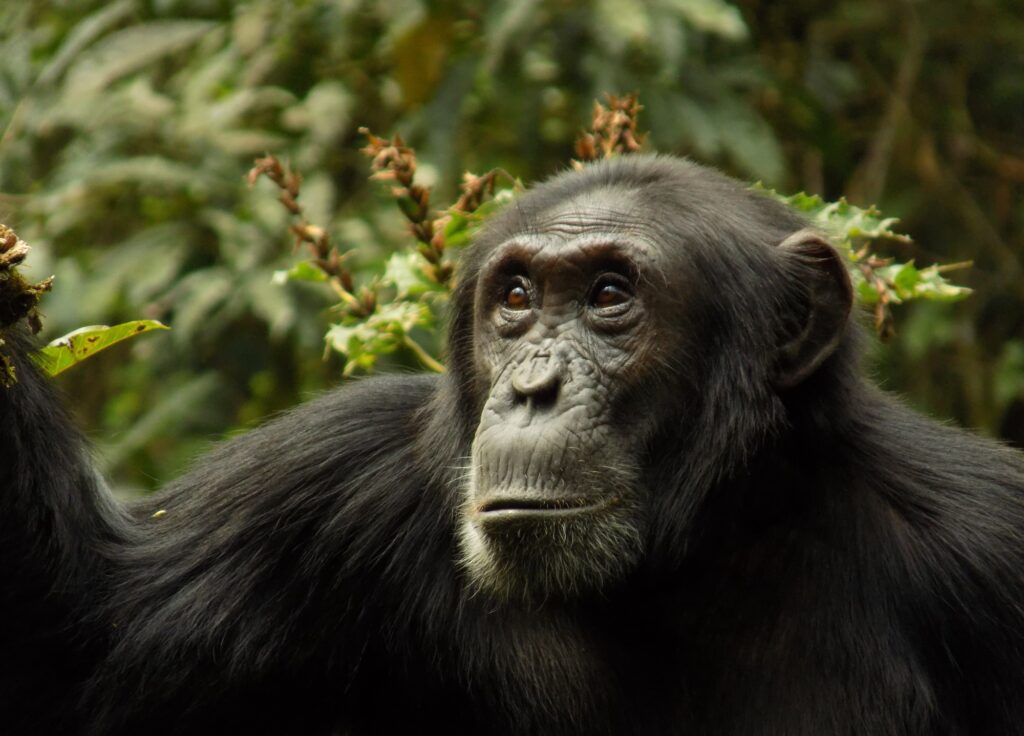 Chimpanzees Split into Warring Factions After Decades of Cohesion