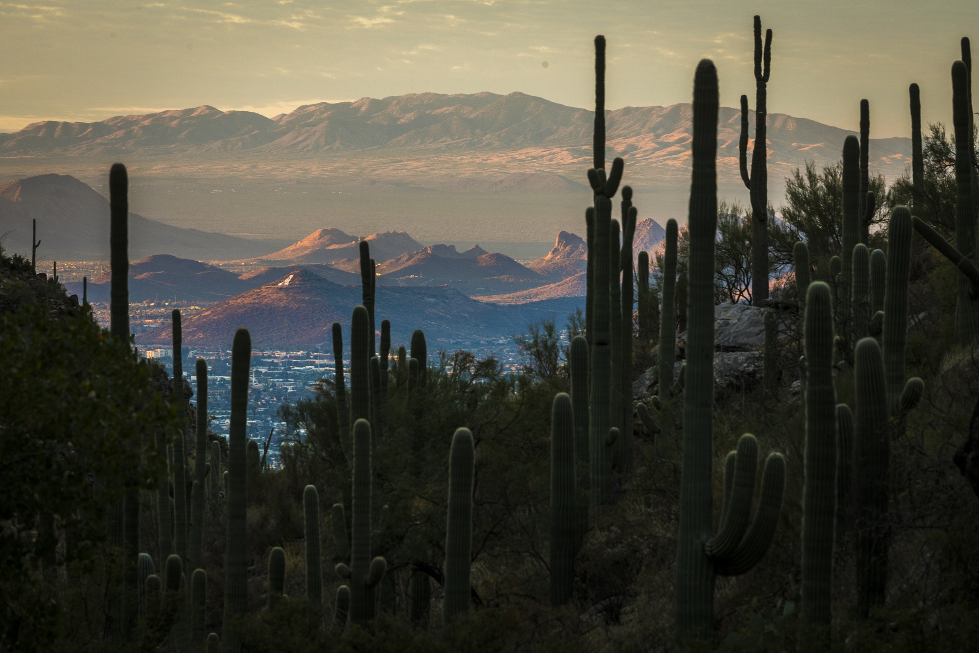 Improved Weather Forecasting Could Reduce Heat-Related Deaths by 2100