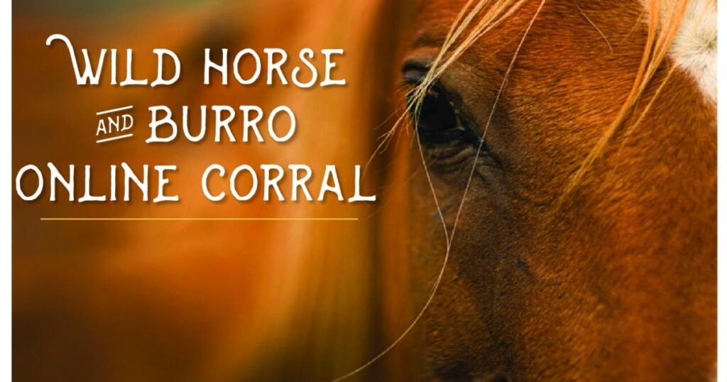 Join the BLM Online Auction to Adopt or Purchase Wild Horses in 2026 Join the BLM Online Auction to Adopt or Purchase Wild Horses in 2026