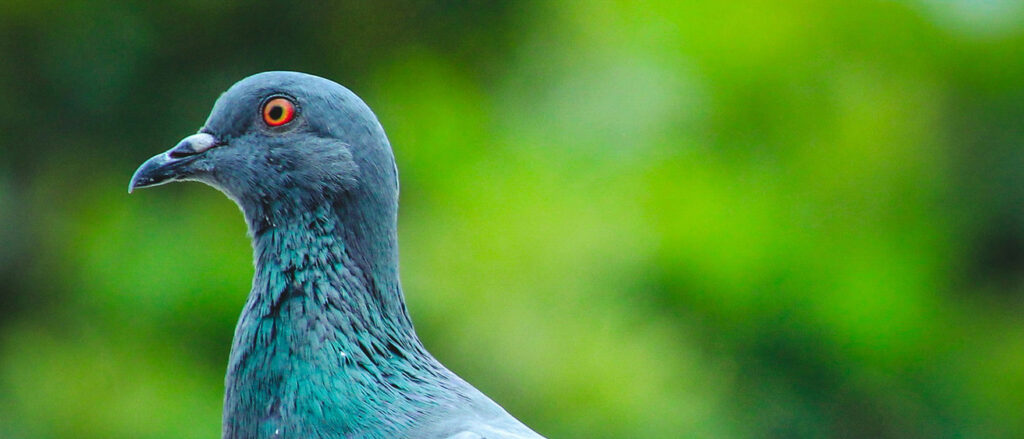 Pigeons’ Behavior Challenges the Law of Effect: Study Insights
