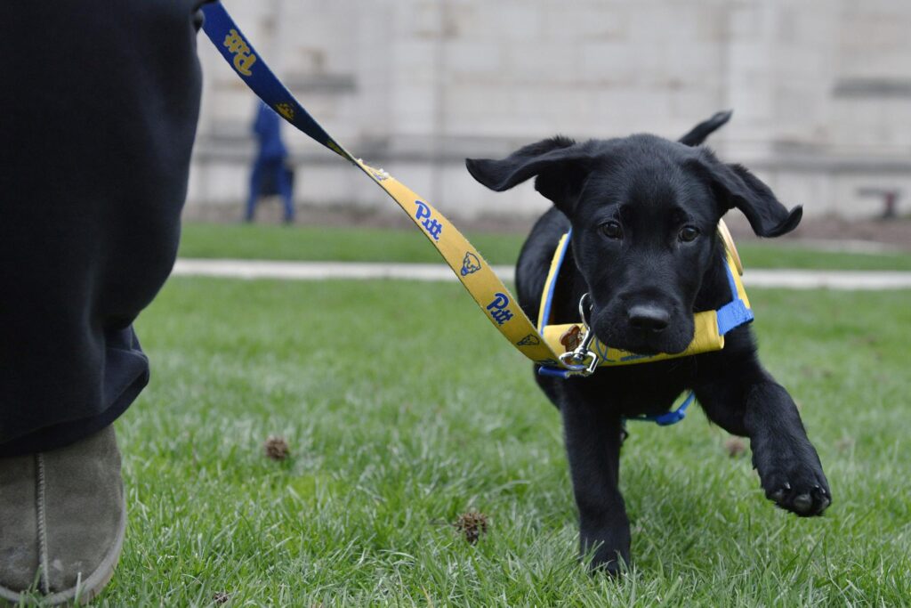 Pitt students balance academics and pet care for stress relief