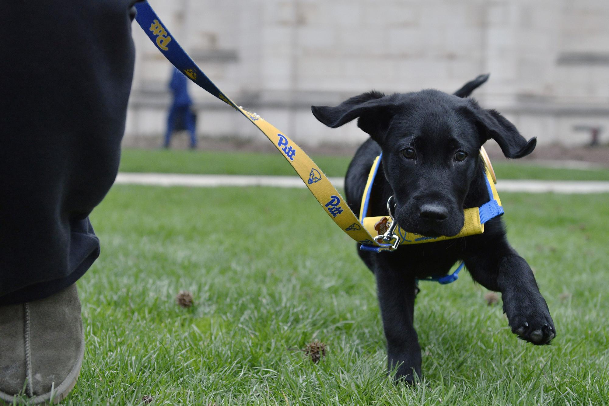 Pitt students balance academics and pet care for stress relief
