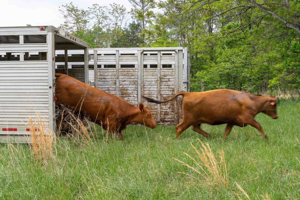 UVA’s Morven Lab Embraces Regenerative Agriculture with Grazing Cattle