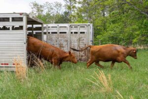 UVA’s Morven Lab Embraces Regenerative Agriculture with Grazing Cattle
