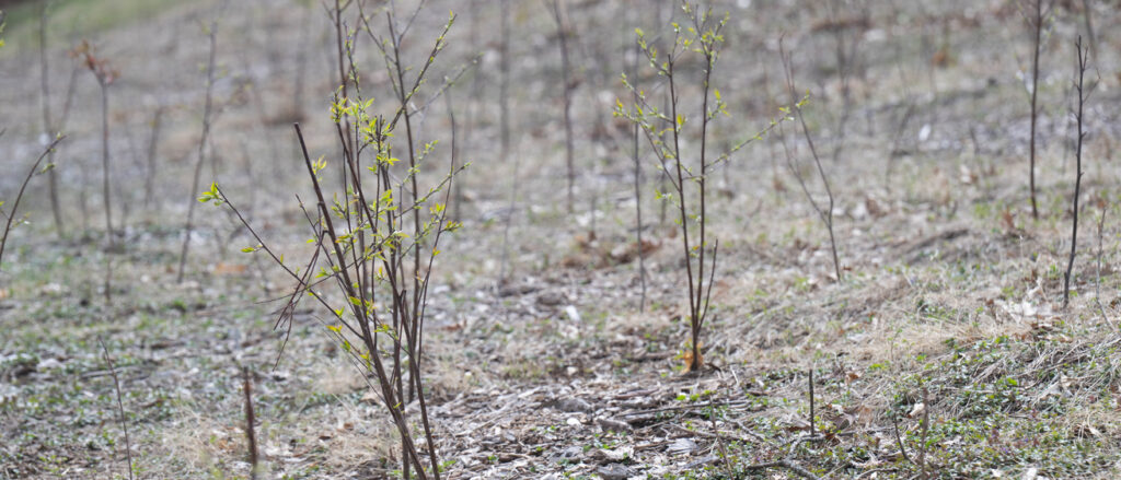 University of Iowa to Plant Second Miyawaki Forest on Arbor Day 2026