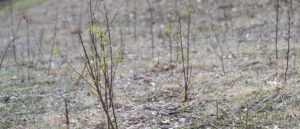 University of Iowa to Plant Second Miyawaki Forest on Arbor Day 2026