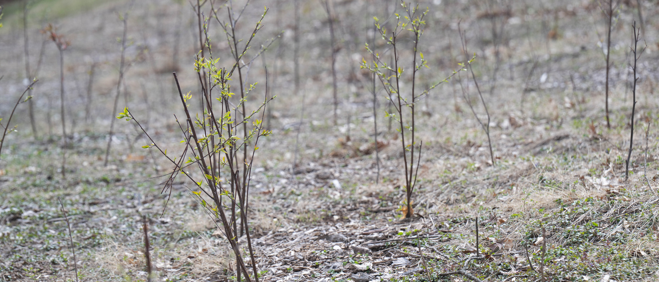 University of Iowa to Plant Second Miyawaki Forest on Arbor Day 2026