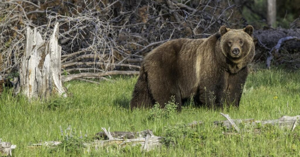 BLM Advises Precautions for Safe Visits to Bear Country on Public Lands BLM Advises Precautions for Safe Visits to Bear Country on Public Lands