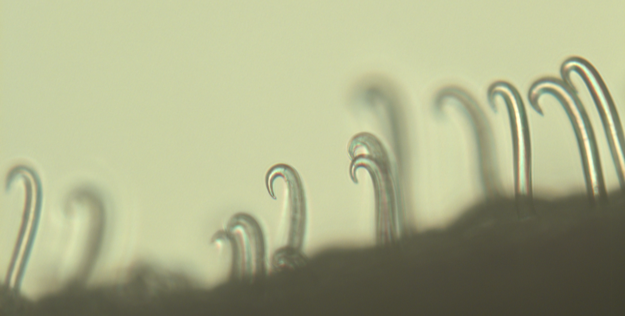 Discovery of Unique Bean Root Cells May Boost Climate-Resilient Crops