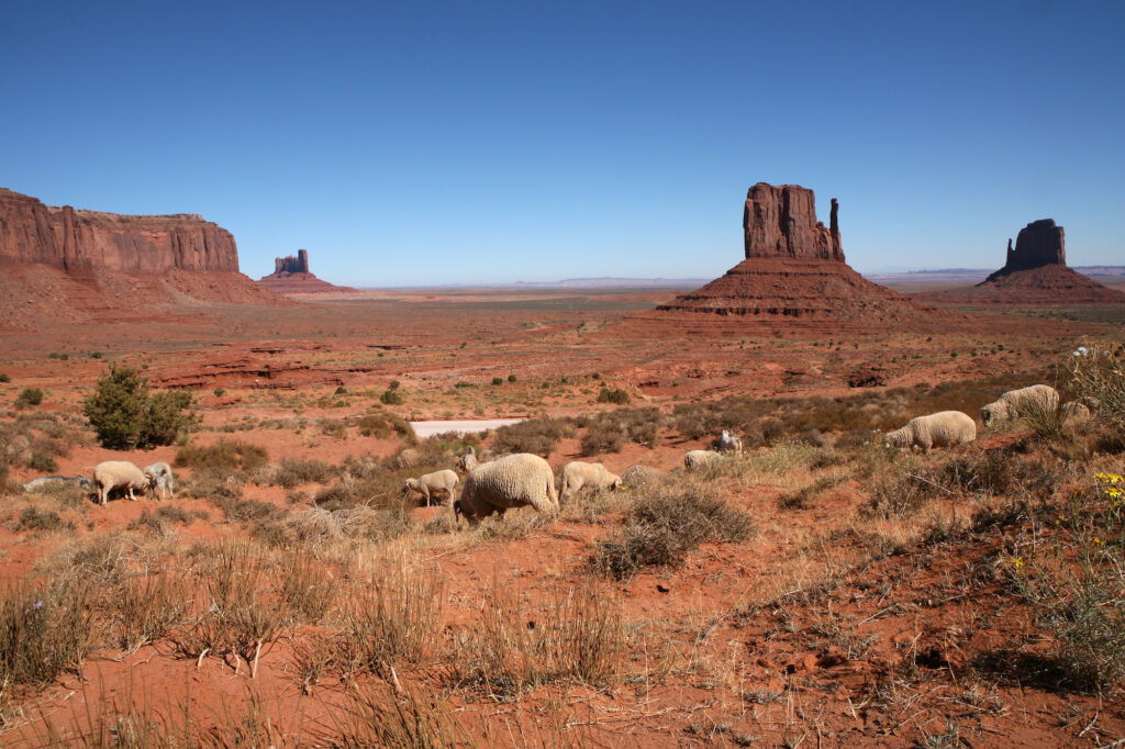 Tribal Agriculture Boosts Arizona Economy with 3.3M Impact in 2022