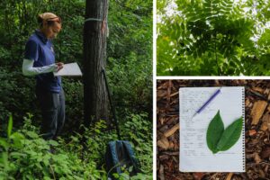 Collaborative Efforts to Preserve Butternut Trees in Virginia Forests Collaborative Efforts to Preserve Butternut Trees in Virginia Forests