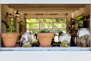Grow a Windowsill Garden: Tips from UVA’s Morven Kitchen Manager