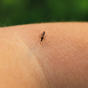 Maricopa Confirms First West Nile Virus Death, Urges Mosquito Prevention