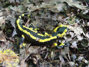 Study Reveals Climate Change Drives Local Extinctions in Temperate Zones