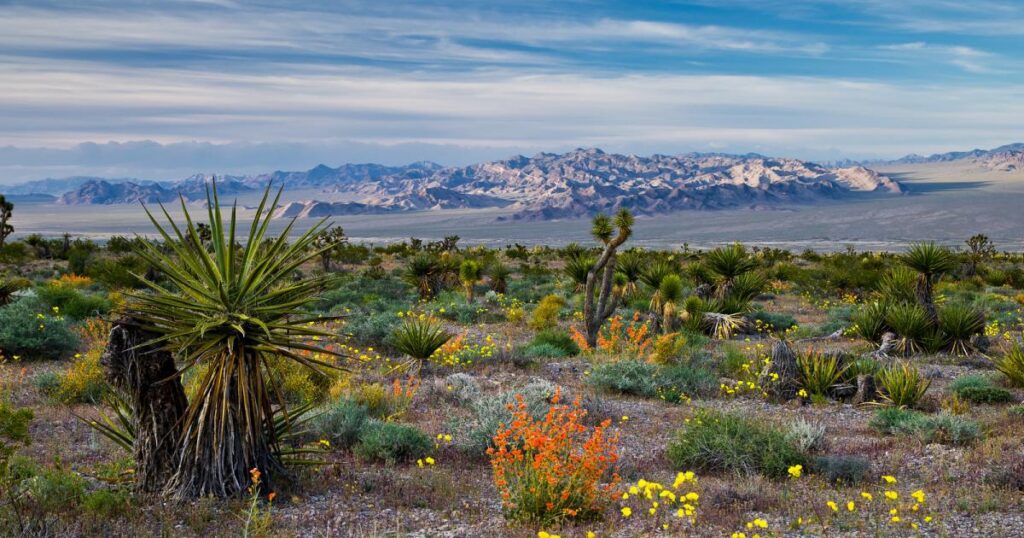 BLM Manages 245 Million Acres for Public Use and Future Generations BLM Manages 245 Million Acres for Public Use and Future Generations
