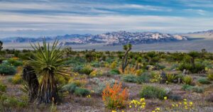 BLM Manages 245 Million Acres for Public Use and Future Generations BLM Manages 245 Million Acres for Public Use and Future Generations