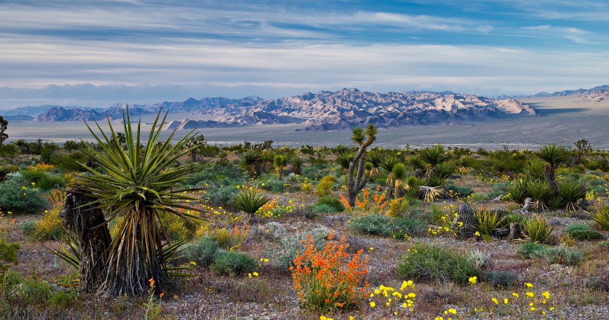 BLM Manages 245 Million Acres for Public Use and Future Generations