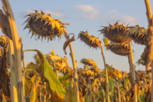 Canopy Temperatures Predicted to Rise Faster Than Air by End of Century