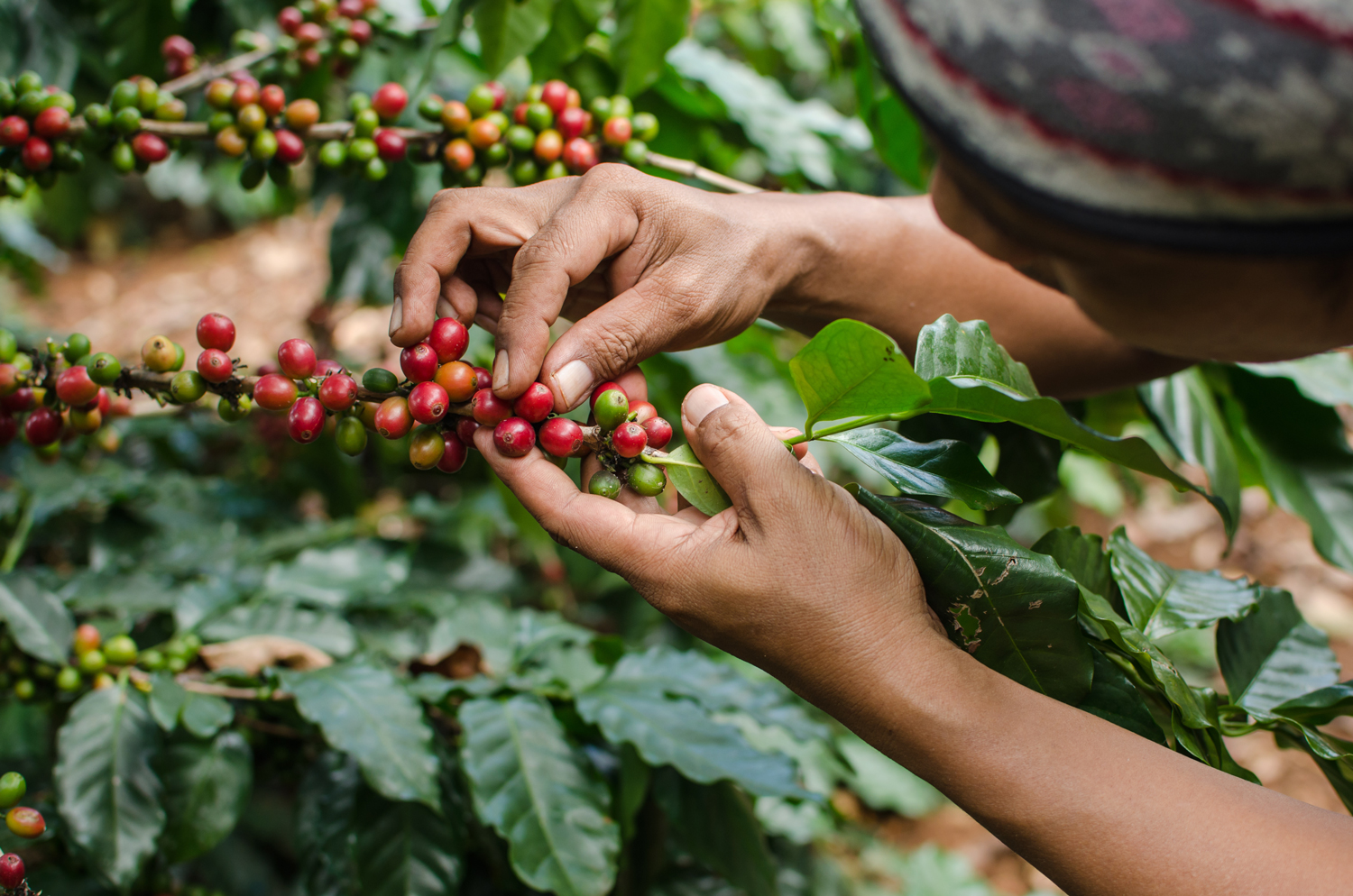 Gut Microbiome Study Aims to Combat Coffee Berry Borer Infestation Gut Microbiome Study Aims to Combat Coffee Berry Borer Infestation