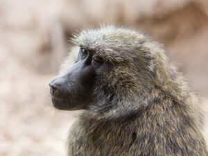 Kids and Monkeys Share a Geometry Insight – News
