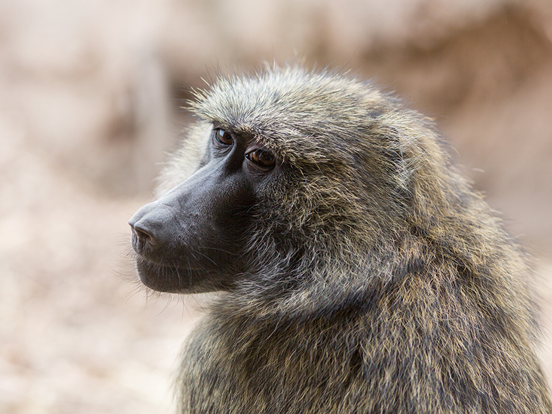 Kids and Monkeys Share a Geometry Insight – News