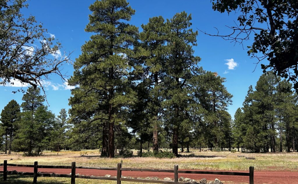 NAU students explore interdisciplinary research methods at Hat Ranch